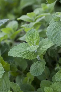 Mentha x rotundifolia 'Apple Mint' (Appelmunt)
