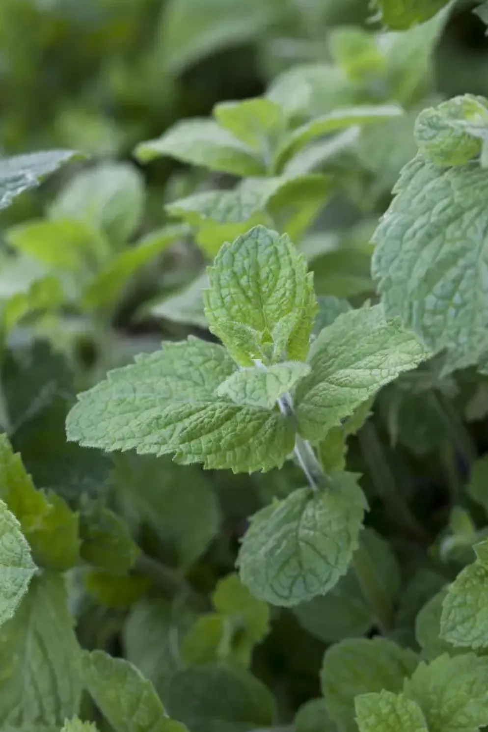 Mentha x rotundifolia 'Apple Mint' (Appelmunt)