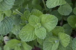 Mentha x rotundifolia 'Apple Mint' (Appelmunt)