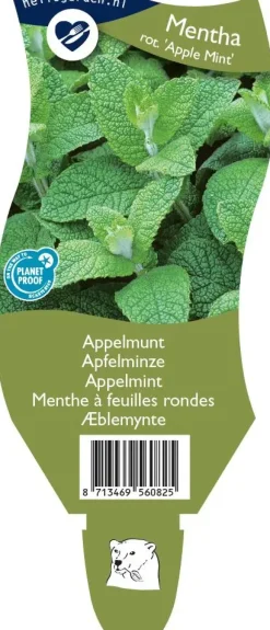 Mentha x rotundifolia 'Apple Mint' (Appelmunt)