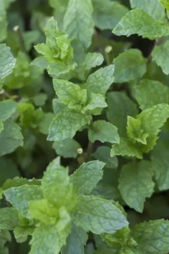 Mentha x rotundifolia 'Apple Mint' (Appelmunt)