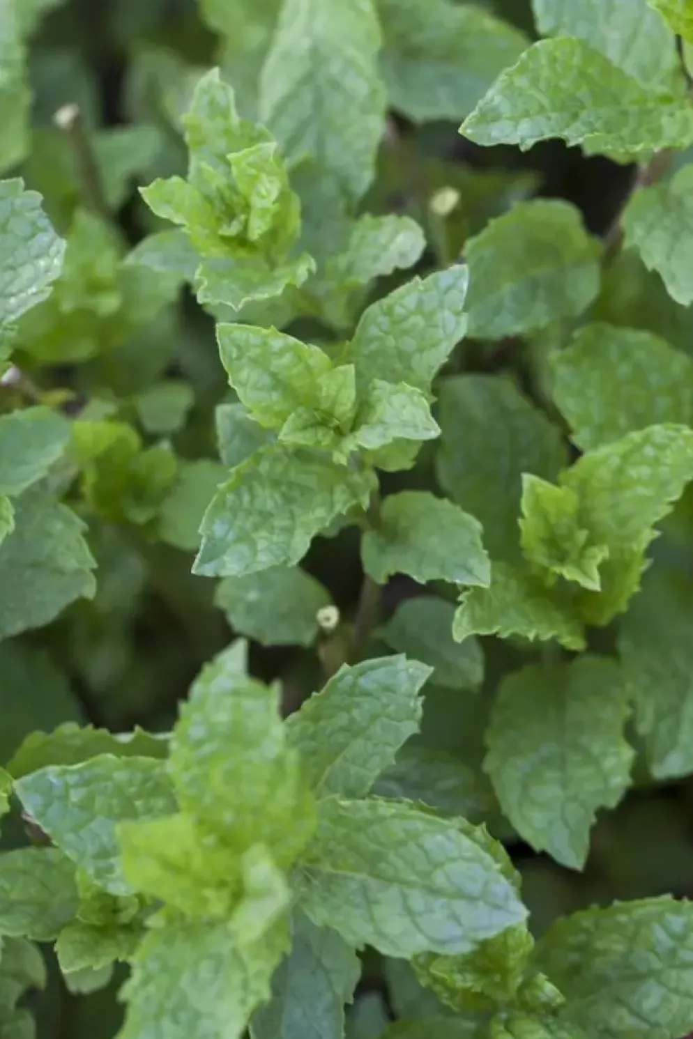 Mentha x rotundifolia 'Apple Mint' (Appelmunt)