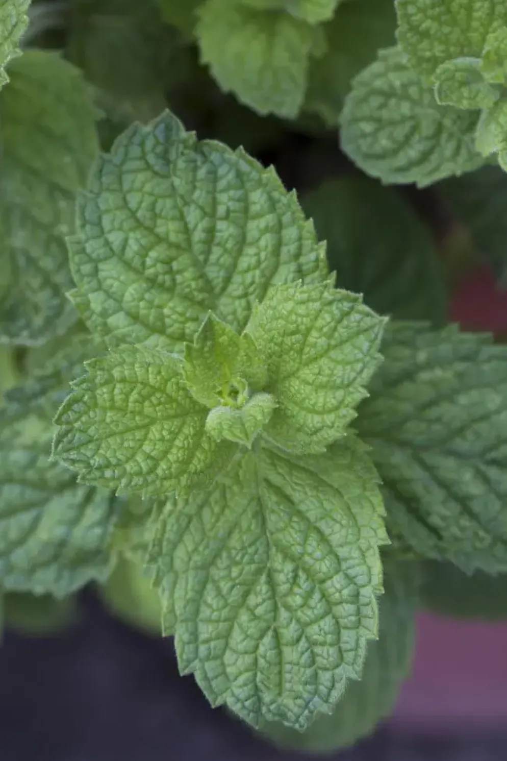 Mentha x rotundifolia 'Apple Mint' (Appelmunt)