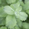 Mentha x villosa 'Mojito' (Mojitomunt)