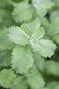 Mentha x villosa 'Mojito' (Mojitomunt)