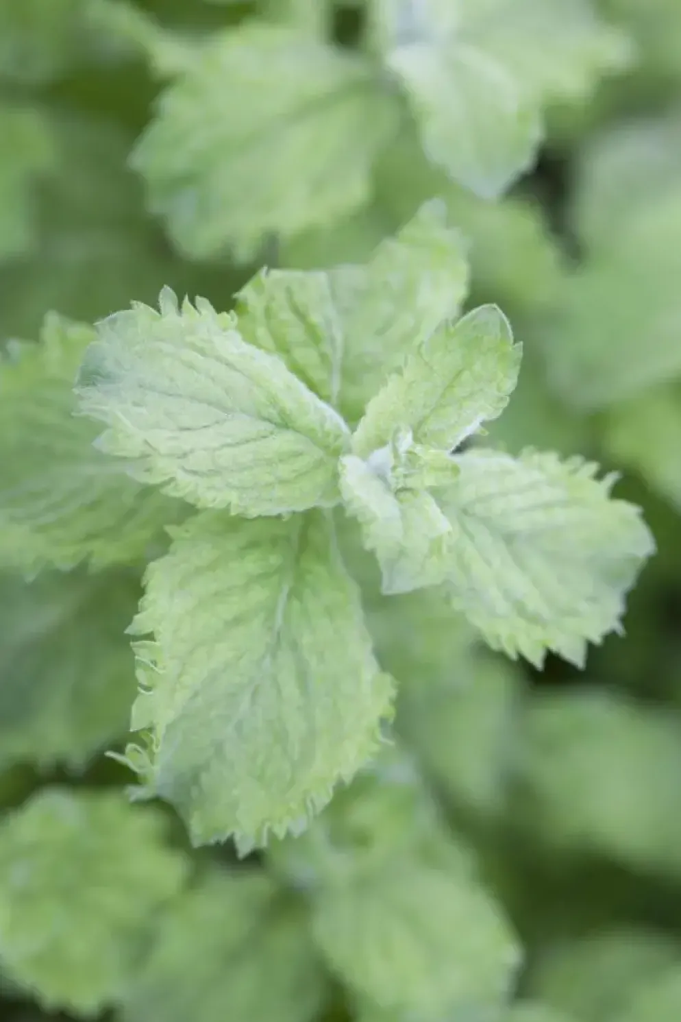 Mentha x villosa 'Mojito' (Mojitomunt)