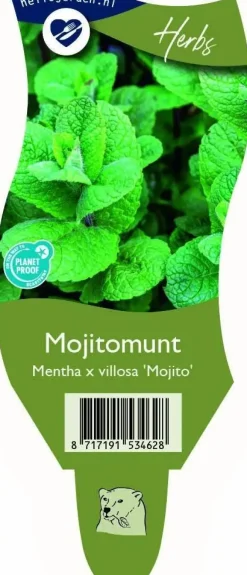 Mentha x villosa 'Mojito' (Mojitomunt)