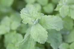 Mentha x villosa 'Mojito' (Mojitomunt)