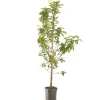 Mespilus germanica (Mispel) fruitplant 150cm