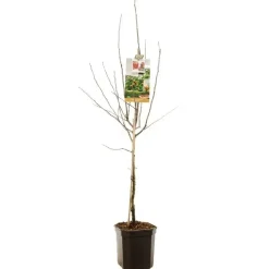 Mespilus germanica (Mispel) fruitplant 150cm