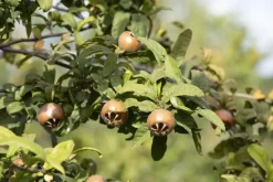 Mespilus germanica (Mispel) fruitplant 150cm