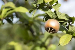 Mespilus germanica (Mispel) fruitplant 150cm
