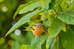 Mespilus germanica (Mispel) fruitplant 150cm