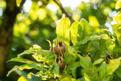 Mespilus germanica (Mispel) fruitplant 150cm