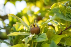 Mespilus germanica (Mispel) fruitplant 150cm