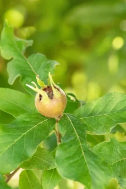 Mespilus germanica (Mispel) fruitplant 150cm