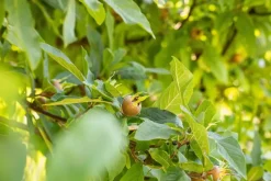 Mespilus germanica (Mispel) fruitplant 150cm