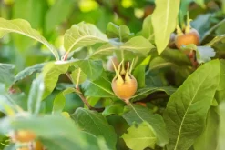 Mespilus germanica (Mispel) fruitplant 150cm