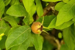 Mespilus germanica (Mispel) fruitplant 150cm