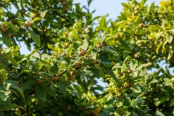 Mespilus germanica (Mispel) fruitplant 150cm