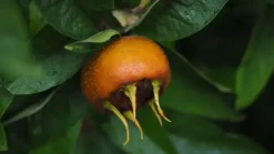 Mespilus germanica (Mispel) fruitplant 150cm