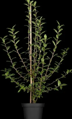 Mespilus germanica (Mispel) fruitplant 150cm