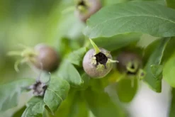 Mespilus germanica (Mispel) fruitplant 150cm