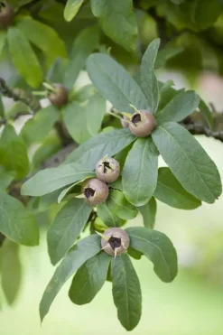 Mespilus germanica (Mispel) fruitplant 150cm