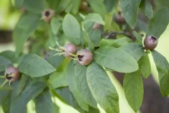 Mespilus germanica (Mispel) fruitplant 150cm