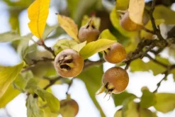 Mespilus germanica (Mispel) fruitplant 150cm