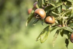 Mespilus germanica (Mispel) fruitplant 150cm