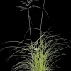 Miscanthus sinensis 'Flamingo' (Prachtriet 'Flamingo')