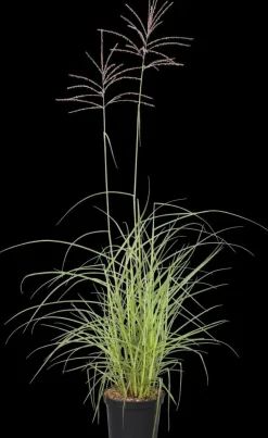 Miscanthus sinensis 'Flamingo' (Prachtriet 'Flamingo')