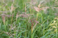Miscanthus sinensis 'Flamingo' (Prachtriet 'Flamingo')