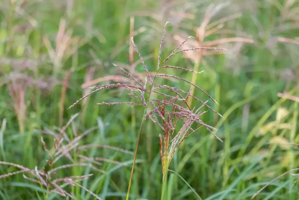 Miscanthus sinensis 'Flamingo' (Prachtriet 'Flamingo')