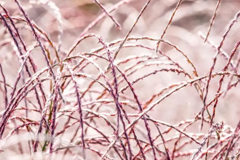 Miscanthus sinensis 'Flamingo' (Prachtriet 'Flamingo')