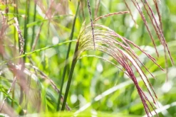 Miscanthus sinensis 'Flamingo' (Prachtriet 'Flamingo')