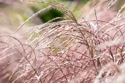 Miscanthus sinensis 'Flamingo' (Prachtriet 'Flamingo')