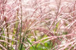 Miscanthus sinensis 'Flamingo' (Prachtriet 'Flamingo')