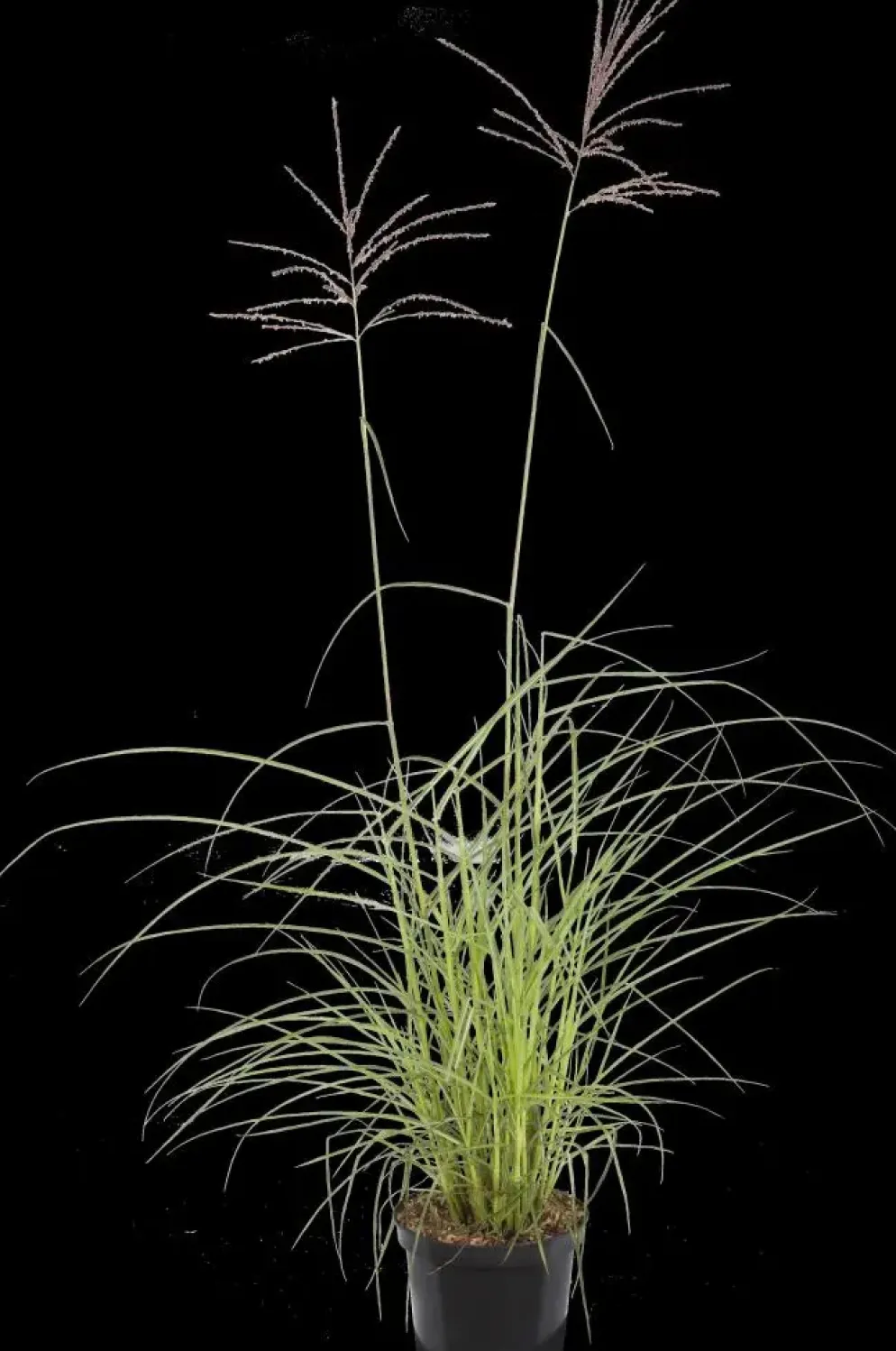 Miscanthus sinensis 'Flamingo' (Prachtriet 'Flamingo')