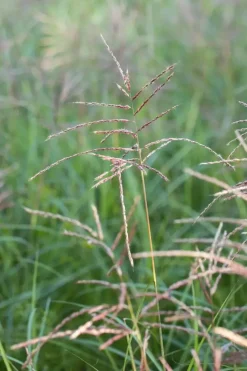Miscanthus sinensis 'Flamingo' (Prachtriet 'Flamingo')