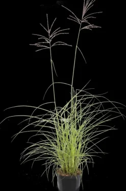 Miscanthus sinensis 'Flamingo' (Prachtriet 'Flamingo')