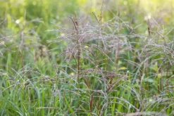 Miscanthus sinensis 'Flamingo' (Prachtriet 'Flamingo')