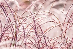 Miscanthus sinensis 'Flamingo' (Prachtriet 'Flamingo')
