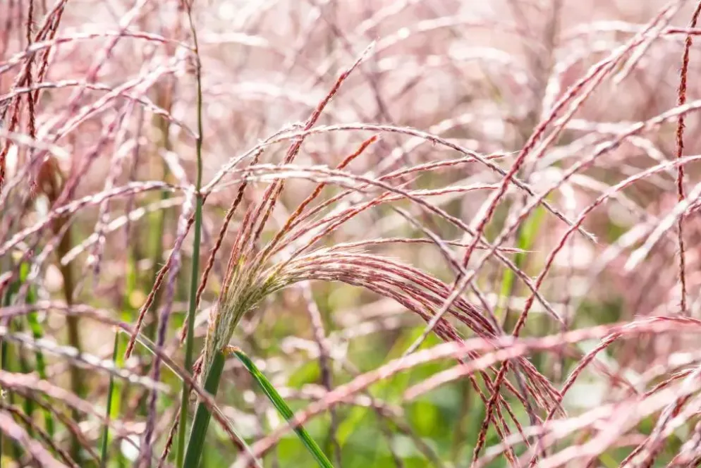 Miscanthus sinensis 'Flamingo' (Prachtriet 'Flamingo')