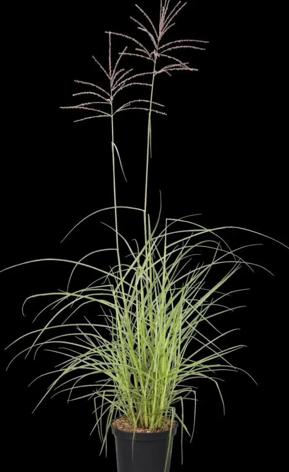 Miscanthus sinensis 'Flamingo' (Prachtriet 'Flamingo')