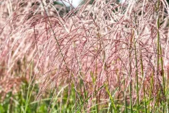 Miscanthus sinensis 'Flamingo' (Prachtriet 'Flamingo')