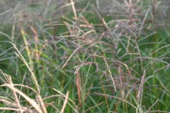 Miscanthus sinensis 'Flamingo' (Prachtriet 'Flamingo')