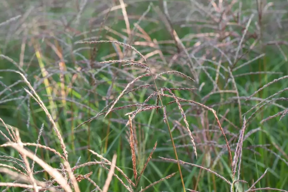 Miscanthus sinensis 'Flamingo' (Prachtriet 'Flamingo')