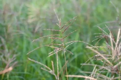 Miscanthus sinensis 'Flamingo' (Prachtriet 'Flamingo')
